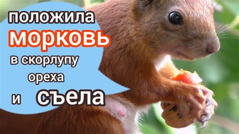 Белка положила в скорлупу ореха морковь 🥕 / белка на балконе - YouTube