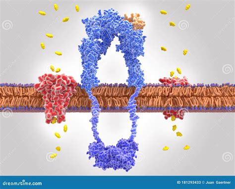 receptor cell royalty  cartoon cartoondealercom
