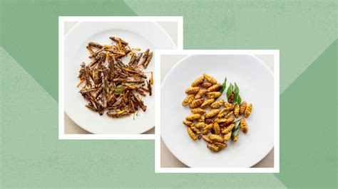 Edible Bugs: A Scientific Guide - Edible Insects News