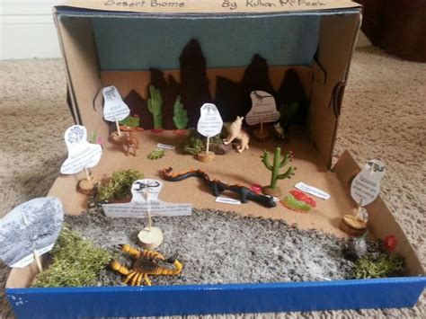 Sonoran Desert Biome shoebox Diorama | Ecosystems projects, Biomes ...