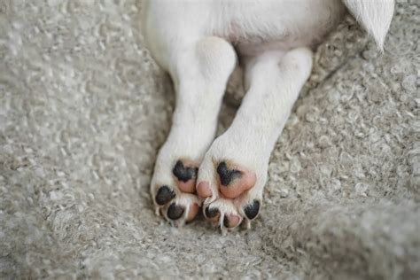 What Are Some Common Causes For Discolored Paw Pads Forever Vets