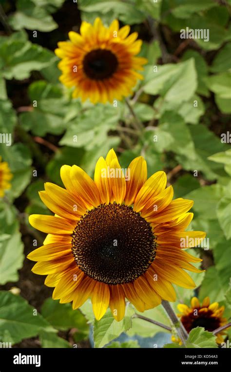 Sunflower family asteraceae hi-res stock photography and images - Alamy