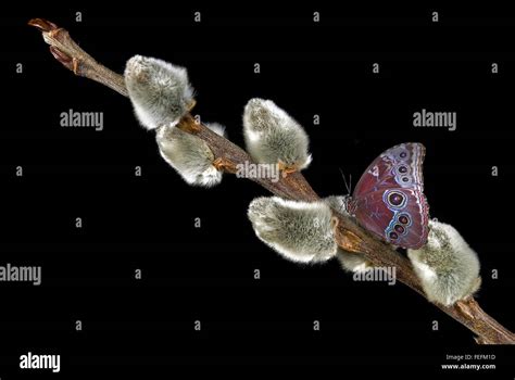 Common Morpho Butterfly On A Pussy Willow Branch Isolated On Black Stock Photo Alamy