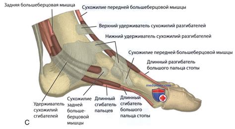 УЗИ голеностопного сустава и стопы - принципы, этапы