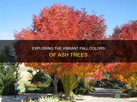 Exploring The Vibrant Fall Colors Of Ash Trees | ShunCy