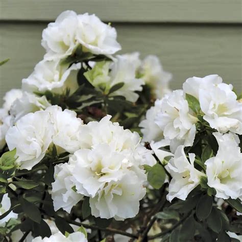 Roses Perennials T Plants And Garden Decor Online Store