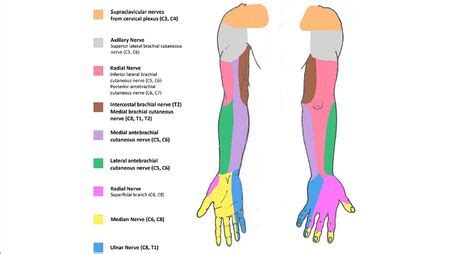 posterior antebrachial cutaneous nerve wikism sports medicine wiki