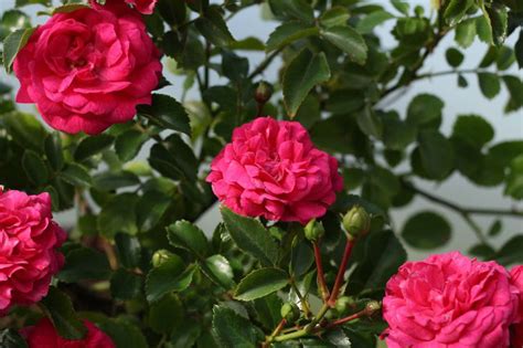 Rose Pepita® - Rosa Pepita® günstig kaufen