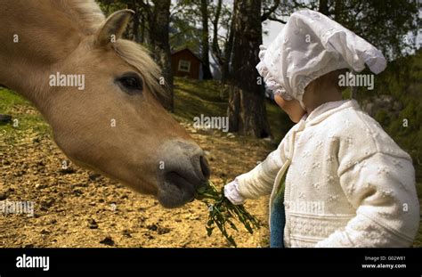 Girl Feeding Horse Stock Photo Alamy