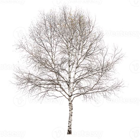 Birch Tree Isolate On Transparent Background 56614785 Png