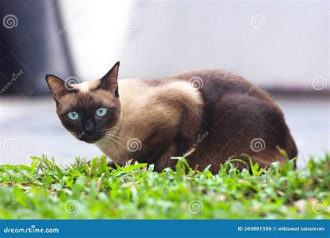 Gato Siam S Olhos Azuis Sentados Sobre Grama Verde No Jardim Gato