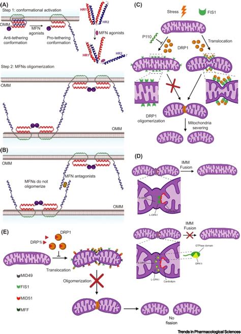 Mitochondrial Dynamics Proteins As Emerging Drug Targets Trends In