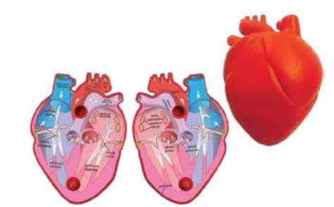 MAQUETA DEL CORAZON HUMANO Ciencias Didactimex