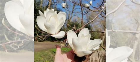 Магнолия Альба суперба саженцы купить в Кропоткине | Товары для дома и ...