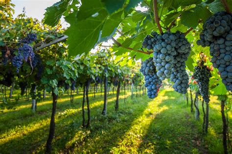 O que é Vinha? - DiVinho