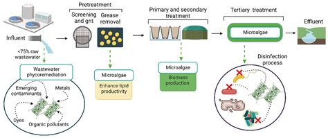 Marine Drugs Free Full Text Revalorization Of Microalgae Biomass For Synergistic Interaction