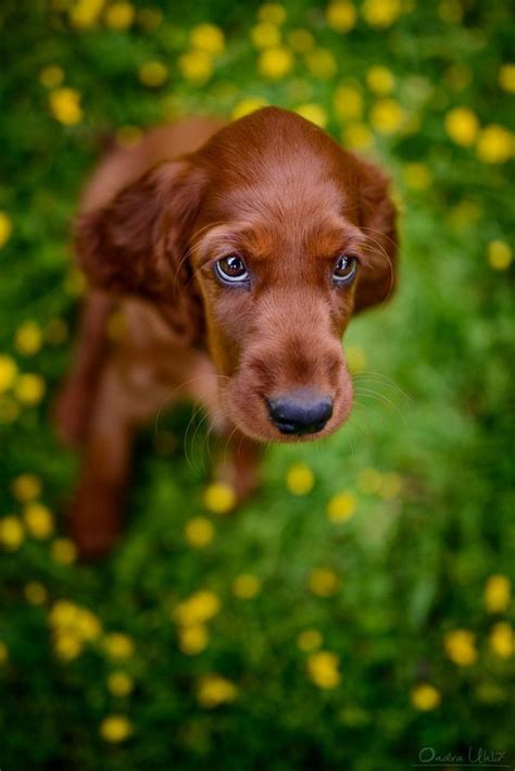 Puppie Irish Setter Puppie Irish Setter Puppy Dog Breeds Cute Animals