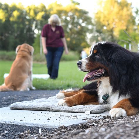 Can You Treat Dog Dementia