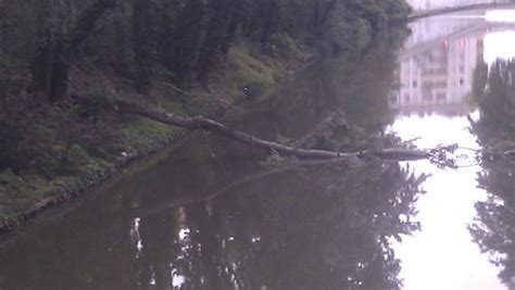 Un Peuplier Chute Dans Le Canal Du Midi Ladepeche Fr