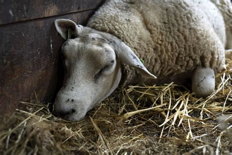 Lab Kwart Van De Schapen Bij Bedrijven Met Blauwtong Stierf