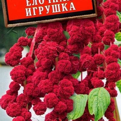 Амарант Ёлочная игрушка: описание сорта, характеристики, агротехника ...