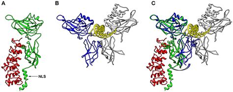 Frontiers Cell Type Specific Roles Of Nf κb Linking Inflammation And