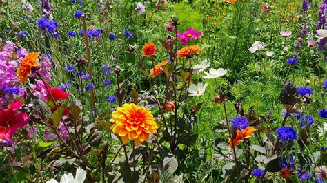 healing nature  flowers flowers   farm