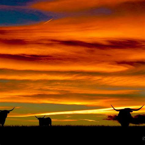 Photography Longhorn Sunset - Etsy