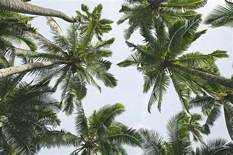 Coconut Palm Trees In Hawaii By Stocksy Contributor Natalie Jeffcott