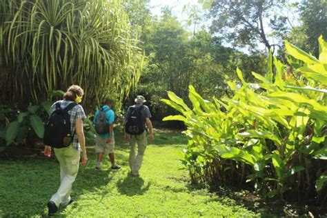 The astonishing Wildlife of Matapalo ⋆ The Costa Rica News