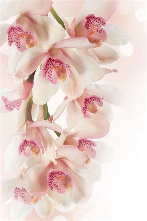 Cymbidium Paradisian Surprise Speckles Artofit