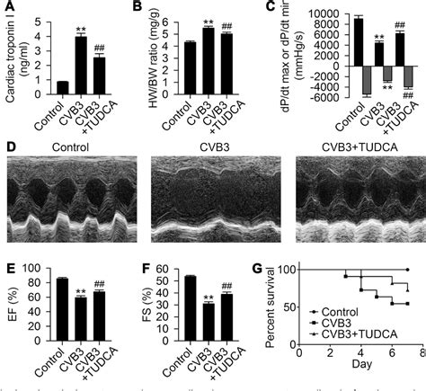 Figure 3 From Involvement Of Endoplasmic Reticulum StressMediated C