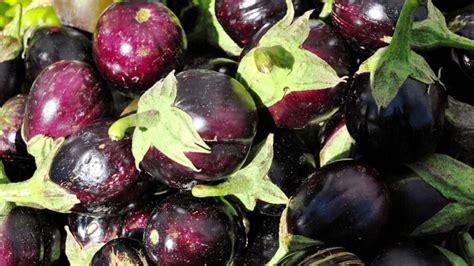 16 Eggplant Companion Plants Plus 7 To Avoid