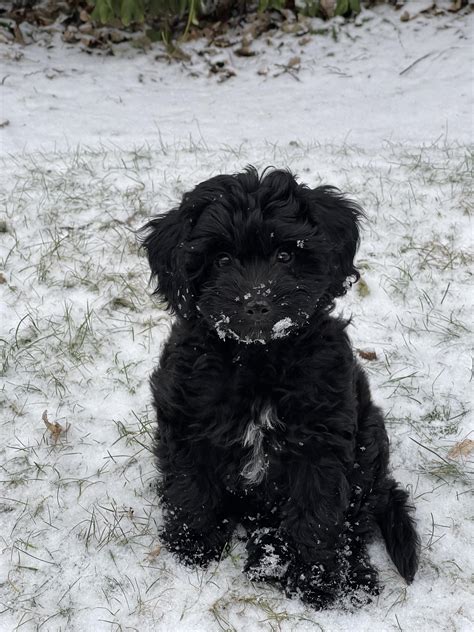 10 weeks! Does he look like anyone else’s CavaPoo did as a puppy? : r