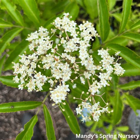 Adams Elderberry Sambucus Canadensis Mandy Spring Farm Nursery Inc