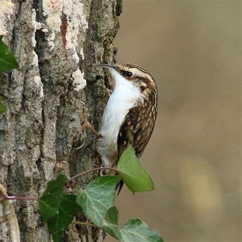 Treecreeper The Treecreeper Is A Bird That Many People Hav Flickr