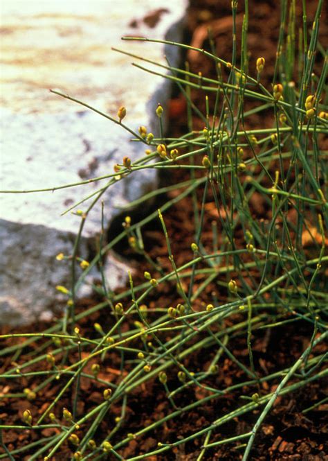 Ephedra Plant Photograph by Jerry Mason/science Photo Library - Pixels