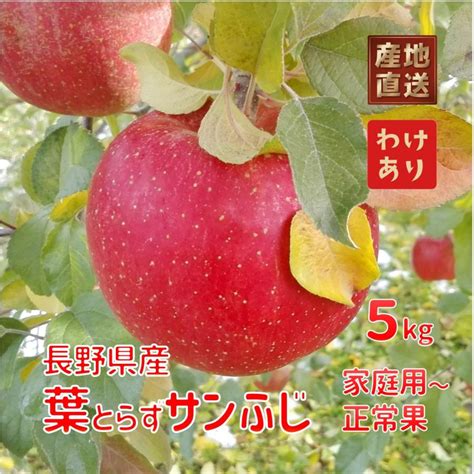 約5kg サンふじ 葉とらず 樹上完熟 信州のりんご 長野県飯綱町旧三水産 訳あり品を産地直送でお取り寄せ プレゼントやお土産に