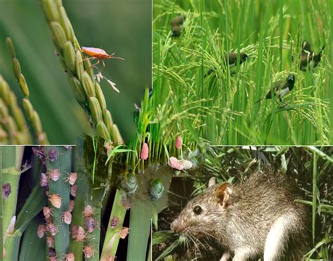 Pengendalian Hama Tikus Pada Padi Sawah Dengan Menggunakan Musuh Alami