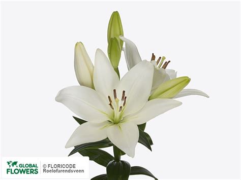 Lilium — photo of varieties and species | Global Flowers