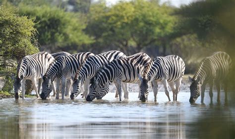 Tourism contributes P20 billion to Botswana’s economy – Botswana Gazette