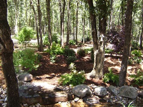 There Are Many Trees And Rocks In The Woods