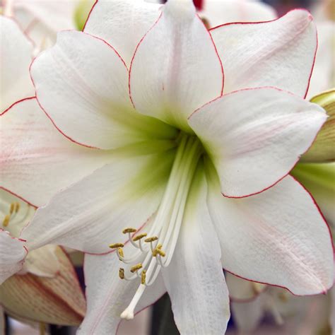 White & Scarlet Amaryllis Bulbs For Sale | Amaryllis Picotee – Easy To ...