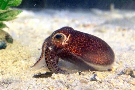 Diversity of Tiny Bobtail Squid Driven by Major Ancient Biogeographic ...