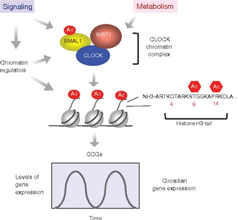 Figure 4 from Mammalian circadian clock and metabolism – the epigenetic ...