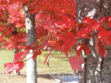 Breathless Red Photograph by Hickory Tree Productions - Fine Art America