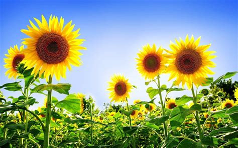 Sunflower Backgrounds Wallpaper Cave