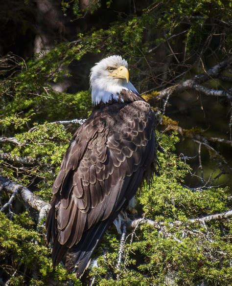 Bald Eagle Photograph By Karen Smale Pixels