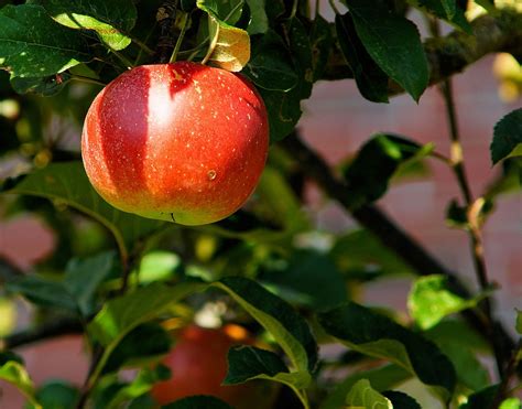 C Mo Cultivar Manzanas Org Nicas En Macetas Agrovet