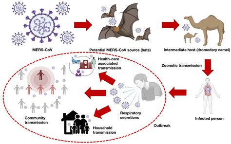 Mers Coronavirus